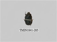 藏品(菲律賓產昆蟲)的圖片